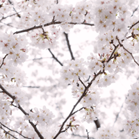 桜を眺めながら楽しむ屋形船